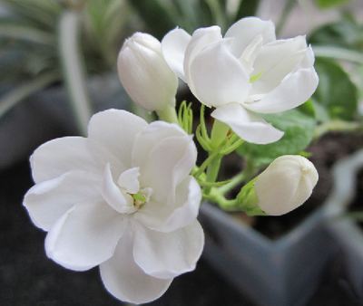 三伏天祛湿可以用这五招