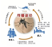 注意，登革热正值高发季！做好预防是关键